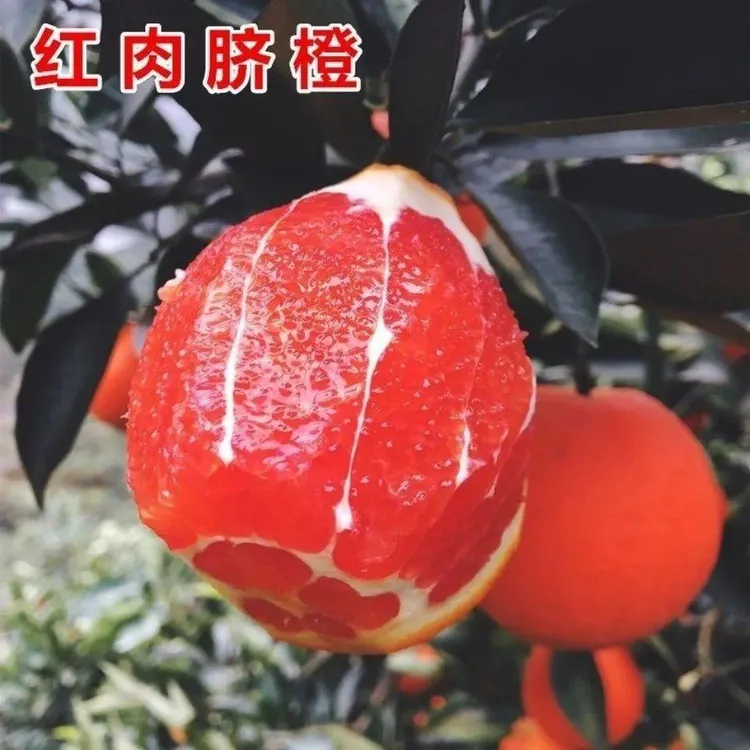 新品种红肉脐橙子树苗塔罗科血橙中华血橙果树苗橘子柚子当年结果