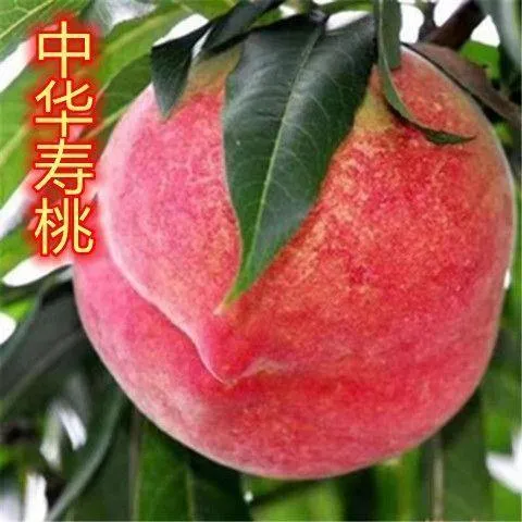 中华寿桃树苗南北方种植盆栽地栽当年结果新品种耐寒特大嫁接桃苗