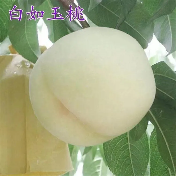 白桃树苗新品种 白如玉桃树苗 白如雪桃树苗留树时间长特耐贮运