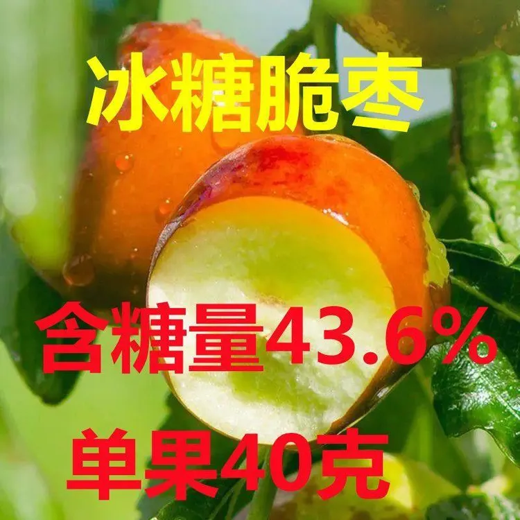 新品种冰糖脆枣树苗南北方种植冰糖脆枣苗当年结果超甜枣树苗地栽