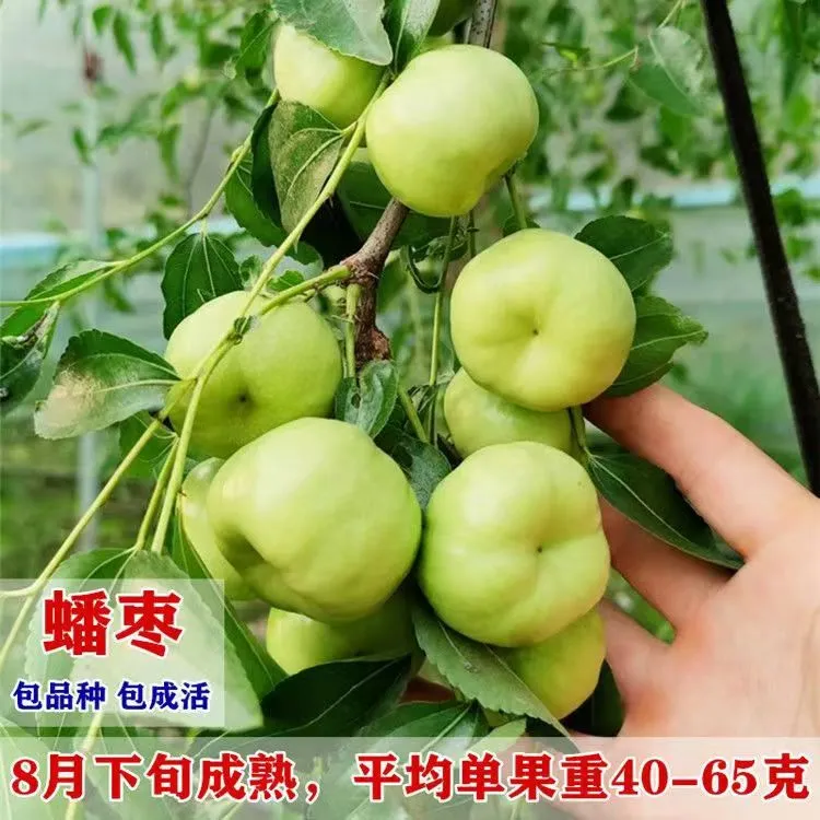 蟠枣树苗大果蟠枣苗简单易养盆栽地栽南方北方耐寒包成活当年结果