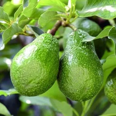 牛油果树苗南北方种植嫁接鳄梨青瓜墨西哥哈斯牛油果苗树橄榄树苗