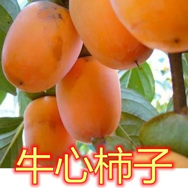 正宗嫁接牛心柿子果树苗庭院盆栽地栽南方北方种植隔年结果果树苗