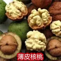 薄皮核桃苗香玲核桃树苗嫁接庭院地栽盆栽南方北方种植当年结果苗