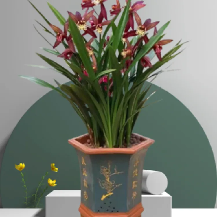 【特级兰花】高档兰花苗墨兰企黑浓香型兰花室内客厅四季好养盆栽