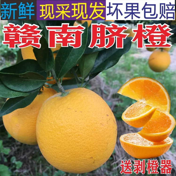 江西安远赣南脐橙新鲜橙子果园产地直发果冻橙桔子果冻橙含箱10斤