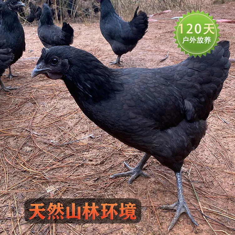 五黑鸡2斤左右整鸡正宗散养山林放养乌鸡冰鲜 顺丰包邮