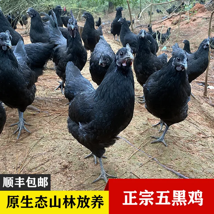 散养五黑鸡2斤左右土鸡走地鸡山林放养正宗纯种五黑鸡顺丰包邮