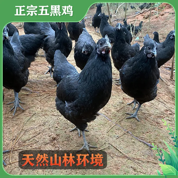 正宗五黑鸡肉2.5斤左右山林放养散养乌骨肉质整鸡冰鲜顺丰包邮