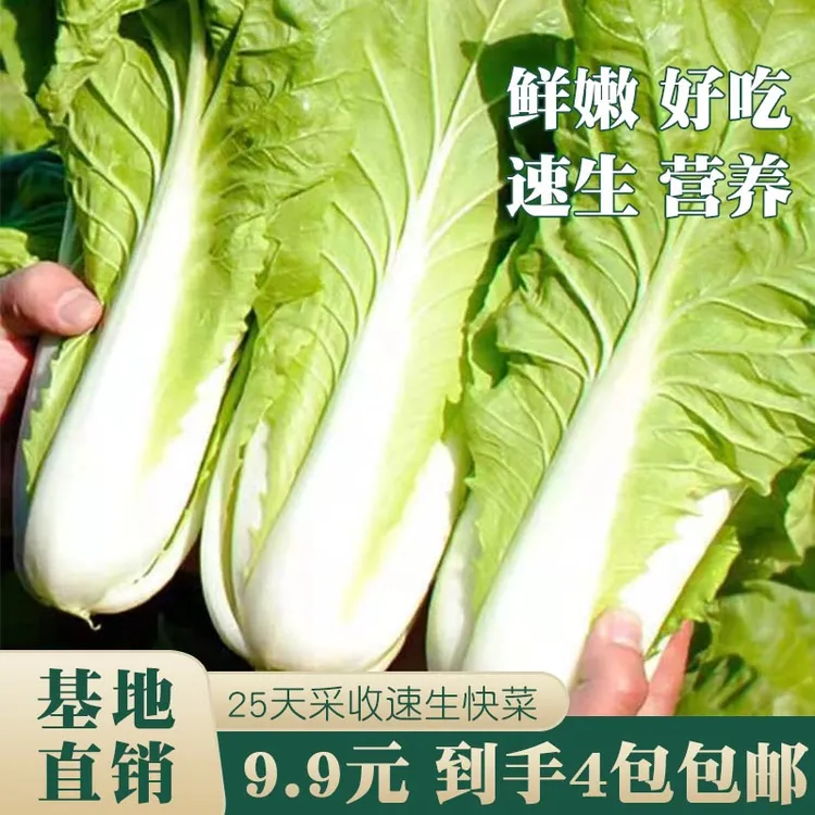 四季快菜种子速生小白菜种季早熟阳台种植蔬菜奶油青菜