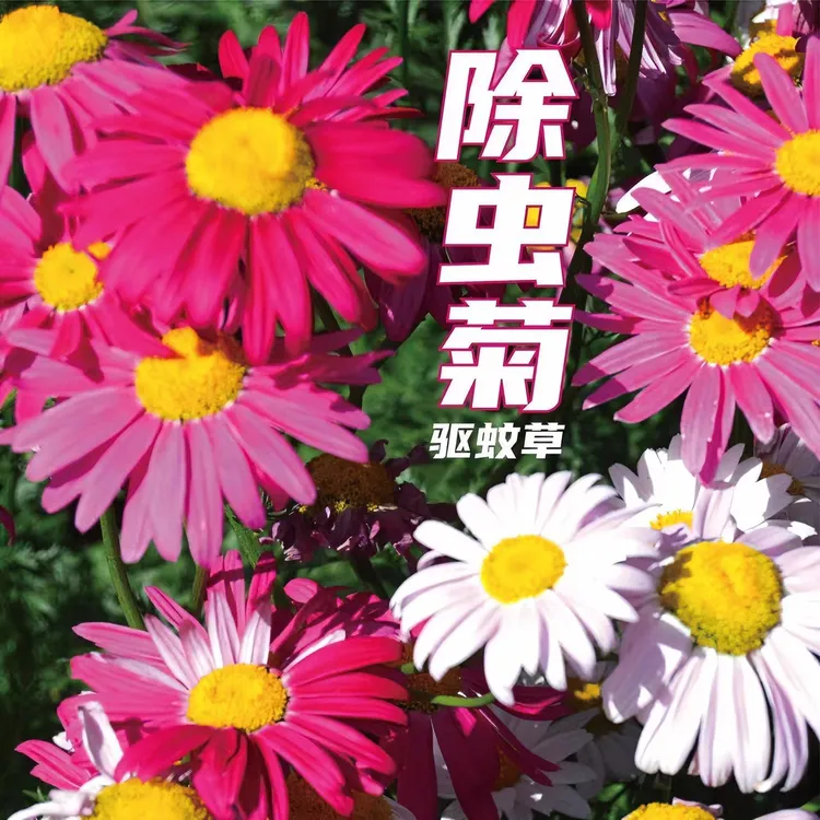 【除虫菊种子】防蚊驱虫波斯菊四季多年生室外阳台盆栽花籽花卉种子