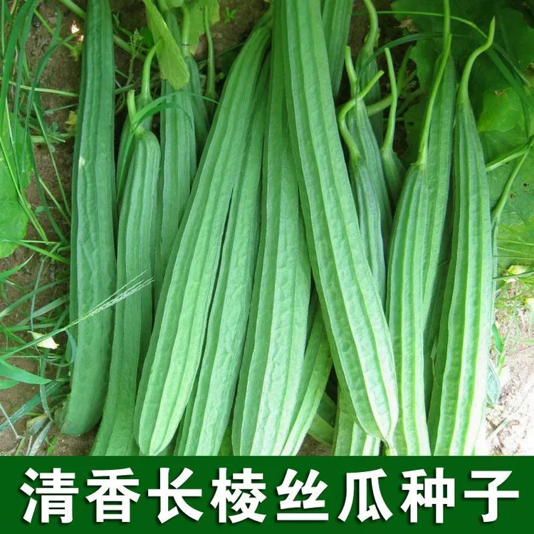 长棱丝瓜种籽有棱丝瓜菜种籽春季爬藤清香长棱丝瓜籽蔬菜播种种孑