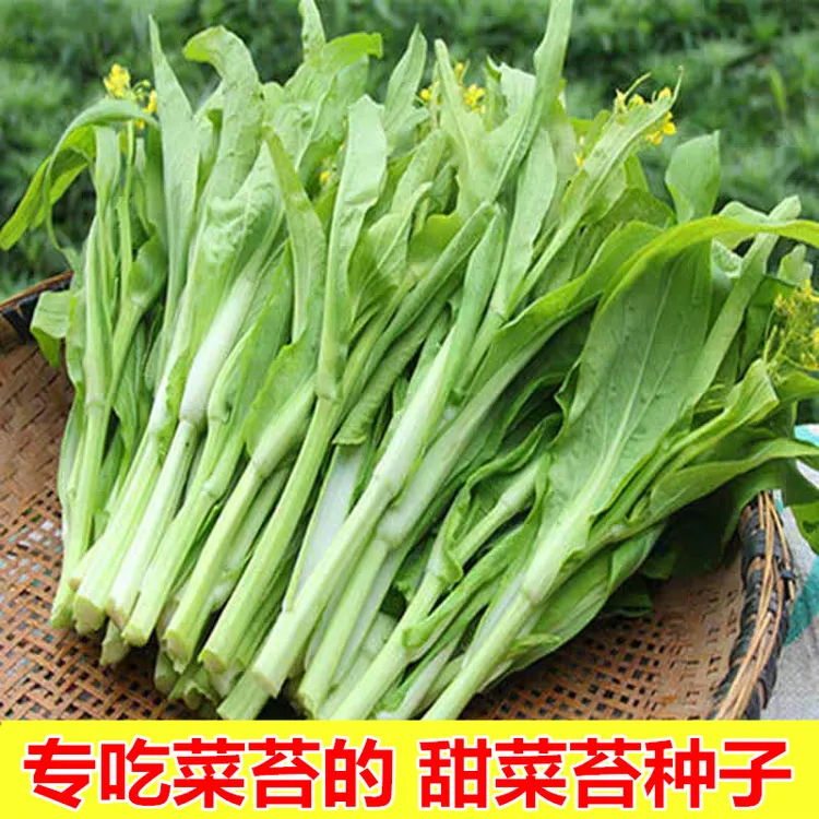 白菜苔种籽甜脆多芽早熟白菜心蔬菜种籽耐寒鲜嫩阳台庭院菜苔种籽