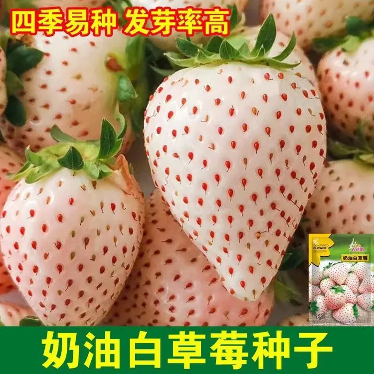 白草莓种子室内阳台盆栽四季播盆栽奶油大草莓种子优质种子新上市