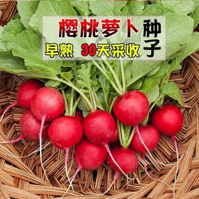 樱桃萝卜种子早熟易种迷你萝卜四季阳台种植蔬菜种子樱桃萝卜种籽