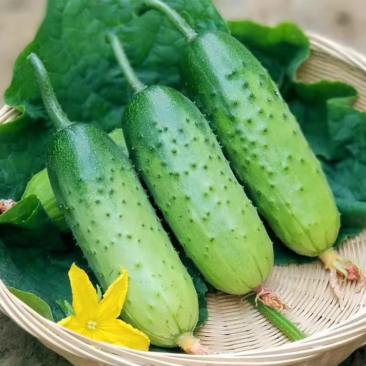水果黄瓜种子甜脆黄瓜种子节节瓜小黄瓜四季播种家庭阳台盆栽菜籽