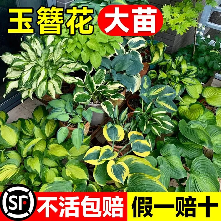 玉簪花苗盆栽花卉植物庭院花园地被的彩叶绿植耐阴耐寒四季好养