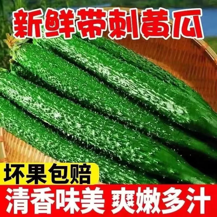 山东农家自种新鲜现摘有刺黄瓜鲜嫩多汁生吃凉拌美味脆嫩爽口青瓜