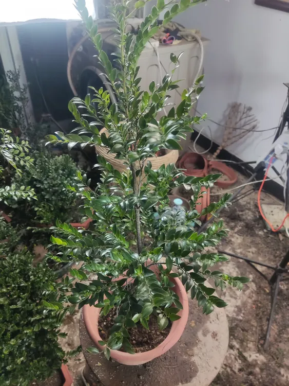 黑骨茶又名黑骨香，俗称小叶紫檀