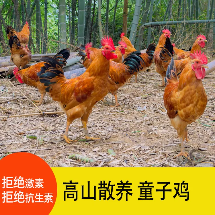 【顺丰包邮】五谷杂粮喂养8个月大公鸡营养美味优质高山放养