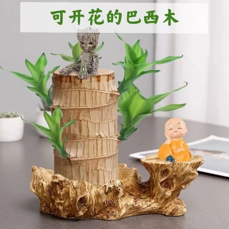 [精品带叶子]巴西木水培幸运木绿植花卉办公室客厅摆件盆栽格鲁特