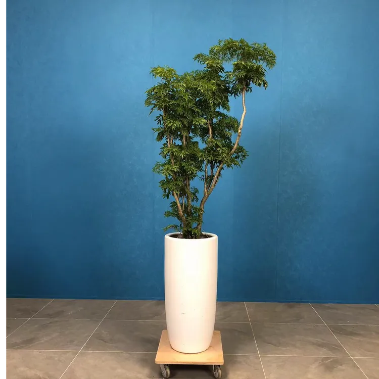 福禄树老桩造型大型室内绿植福禄寿客厅吸除甲醛绿植好养耐干旱
