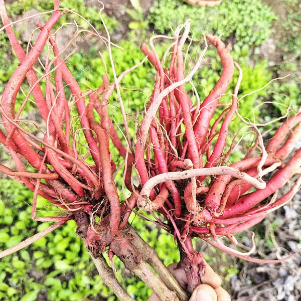 贵州山货新鲜红牛克膝全根包邮红牛膝