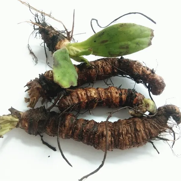 贵州山货新鲜岩白菜全根 岩青菜石三七熬水泡汤飞茯苓