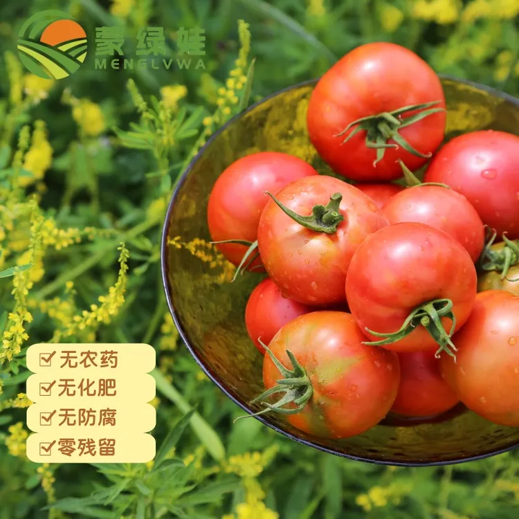 蒙绿娃|有机水果番茄 酸甜多汁味浓品种个头非常小 农场直发顺丰