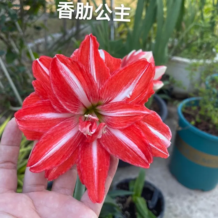 香肋公主4.5cm 朱顶红辰父育种基地自繁花园植物皮实易养阳台