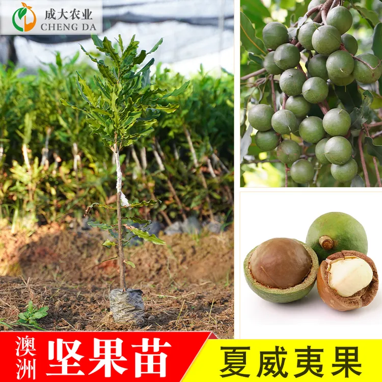 澳洲坚果苗夏威夷果苗树苗嫁接矮化广西桂热一号庭院地栽四季种植
