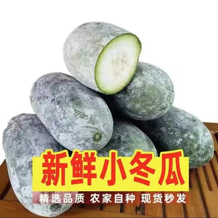 【现摘现发】水果小冬瓜迷你冬瓜新鲜采摘可生吃凉拌炖菜冬瓜5/9斤
