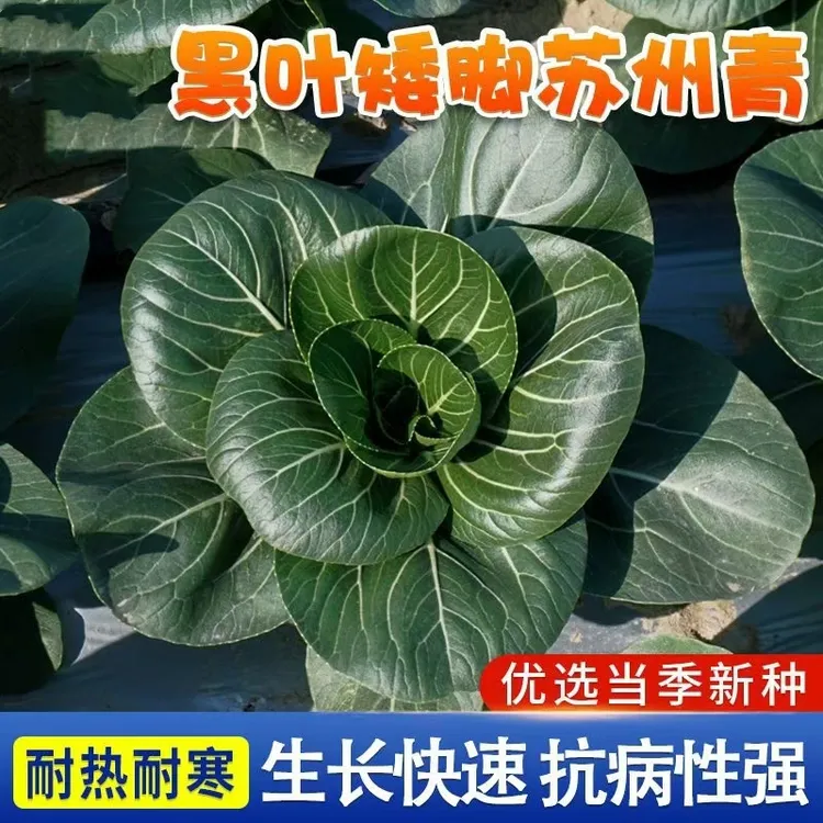 黑叶苏州青种子矮脚青梗菜种子农家自种青菜阳台盆栽庭院蔬菜种子