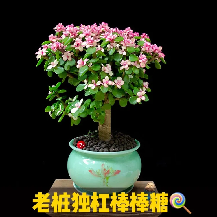金枝玉叶盆栽老桩造型多肉粉色植物好养绿植肉肉花卉雅乐之舞好养
