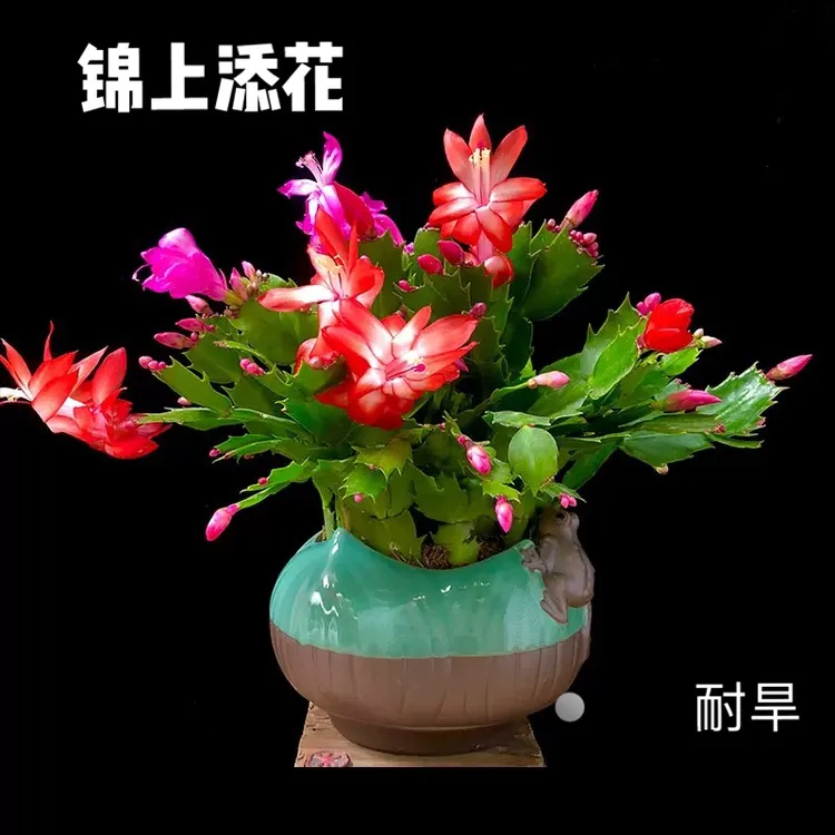 蟹爪兰花卉盆栽阳台观花植物室内花蟹爪兰带花苞水培四季开花不断