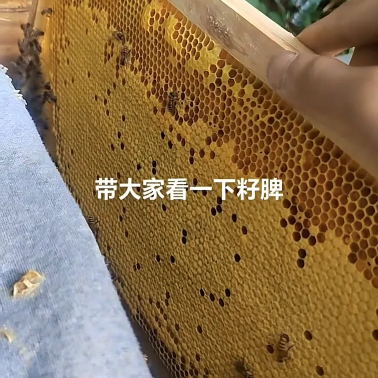 中蜂开产王贵州土王