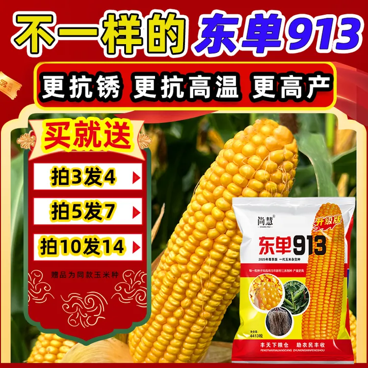 【国审高产玉米种子】东单913高产玉米种子高产矮杆大棒抗干旱高温