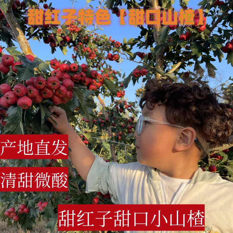 黑石汪【顺丰】新鲜山楂甜红子小水果山楂当季糖雪球原料现货批发