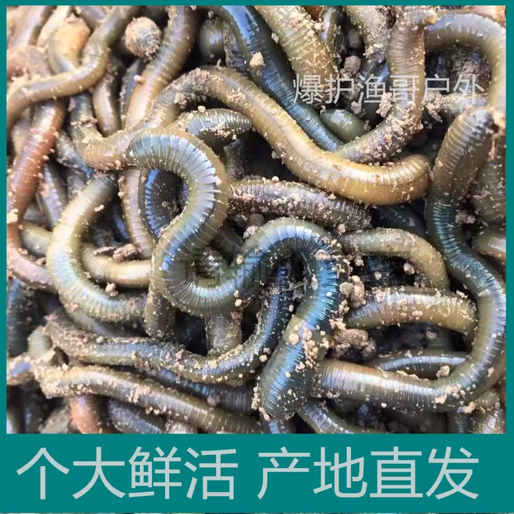 2号链接《中通包邮>鲜活钓饵臭蚯蚓浓腥味大钓黄鳝下地笼活饵