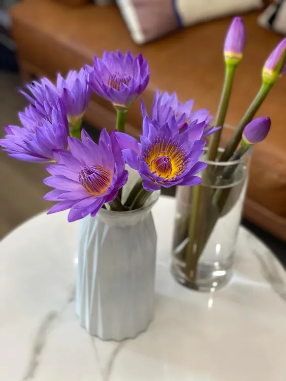 紫色睡莲鲜花包邮到家广州基地直发好养护室内插花