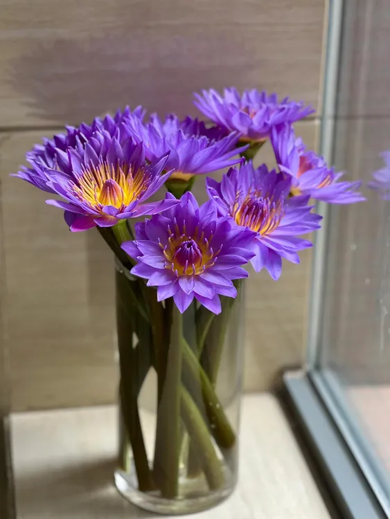 紫色睡莲鲜花基地直销插花花束水养花莲花带花苞发货