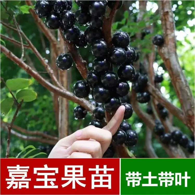 果木岛嘉宝果树苗沙巴嘉宝果树葡萄 庭院种植 可盆栽地栽带土栽种