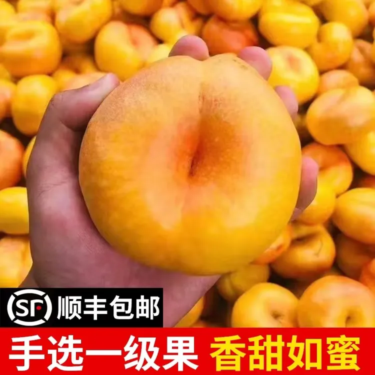 2025陕西黄金奶油毛蟠桃带箱5斤新鲜现摘当季黄金毛蟠桃顺丰包邮