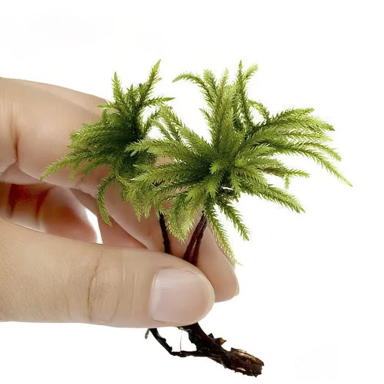 万年藓水草苔藓棕榈莫斯鲜活苔藓鱼缸水族箱生态瓶雨淋缸造景水草