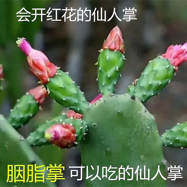 红花胭脂仙人掌开花结果花店盆栽多肉绿植沙生植物精选观赏栽培