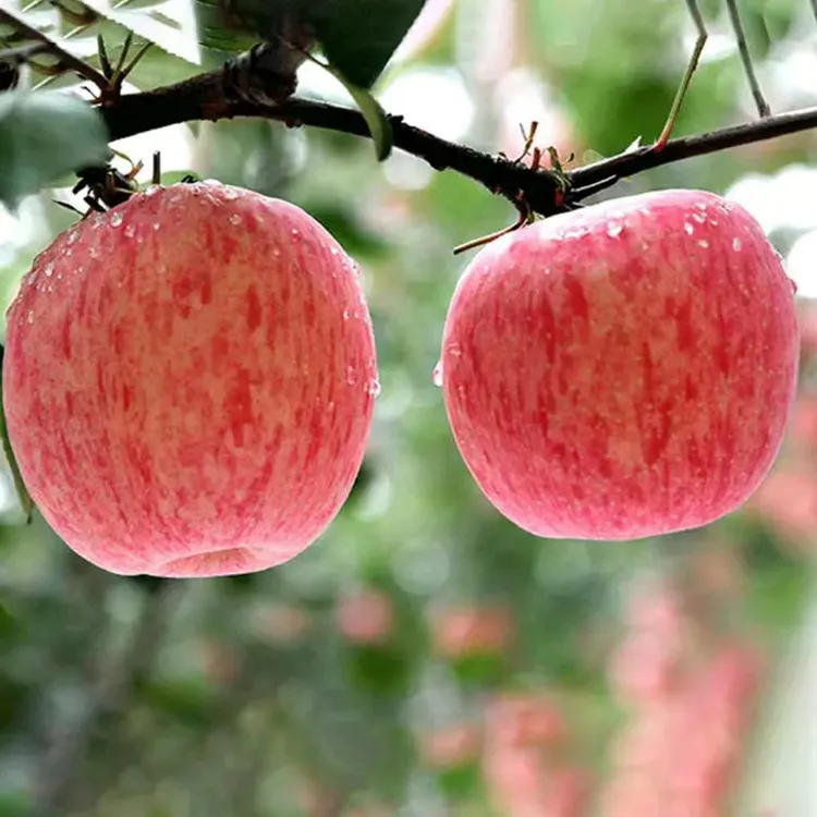 烟台水晶红富士苹果脆甜多汁爽口条红全红香甜可口冰糖心栖霞苹果