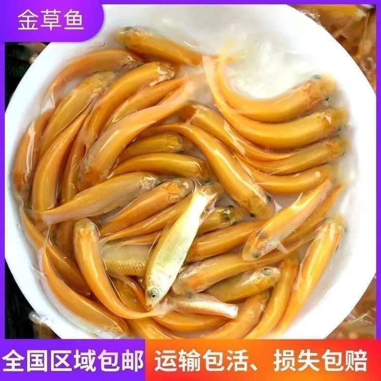 俄罗斯金丝草鱼苗淡水养殖可食用正宗黄金色草鱼苗观赏鱼包活