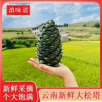 2025云南新鲜超大松塔原生态松果松包松鼠口粮装饰物超大大果