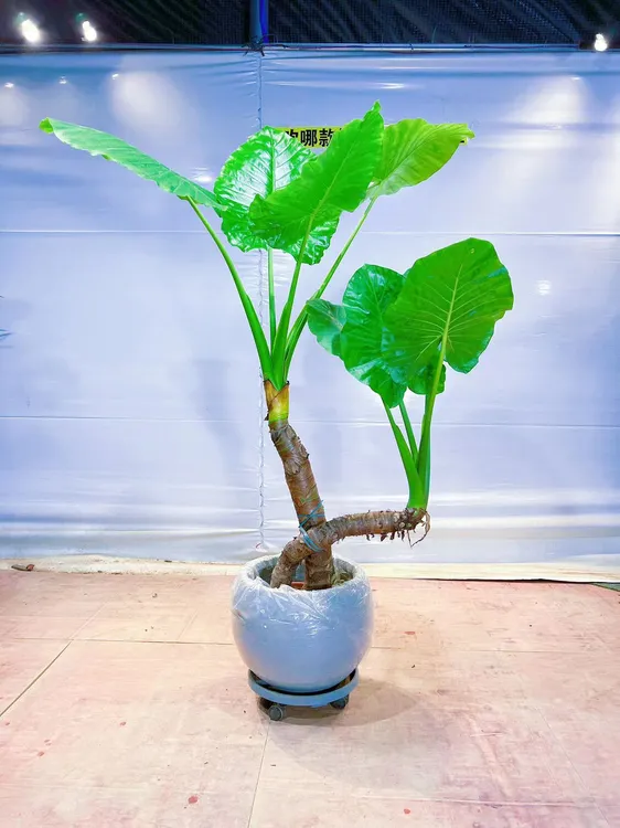 滴水观音霸王芋大型海芋室内外客厅四季常青绿植盆栽植物吸甲醛
