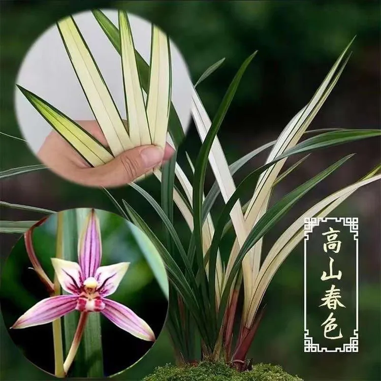 正品兰花苗建兰先明艺【高山春色】花艺双全浓香室内盆栽绿植包邮